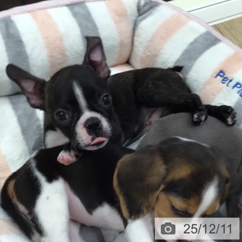 岐阜県のボストンテリア (ペットプラス 各務原店/2025年10月3日生まれ/男の子/ボストンカラー)の子犬の3枚目の画像