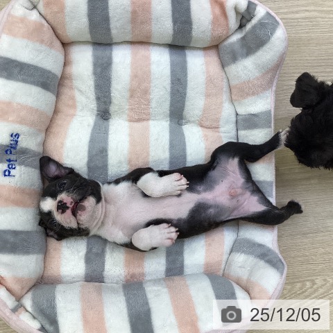 ボストン・テリアの写真