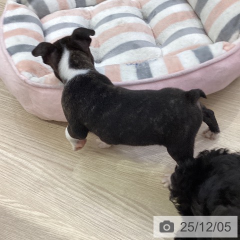 ボストン・テリアの写真