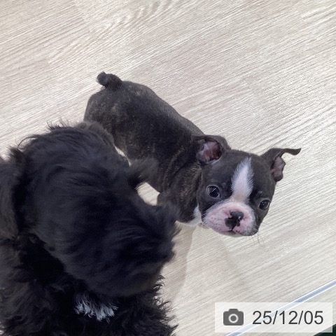 ボストン・テリアの写真