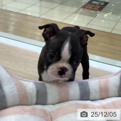 ボストン・テリアの写真