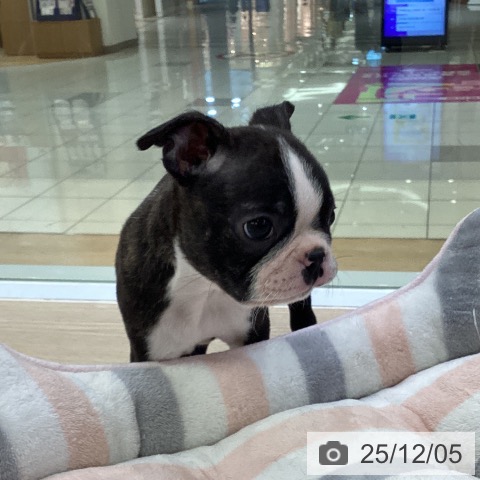 ボストン・テリアの写真