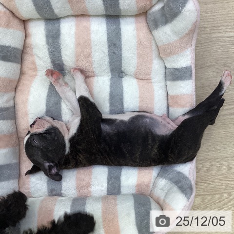 ボストン・テリアの写真