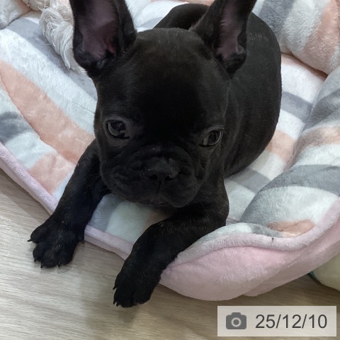 フレンチ・ブルドッグの写真
