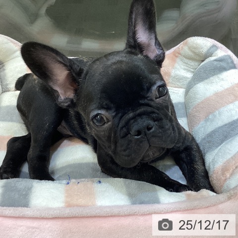 富山県のフレンチブルドッグ (ペットプラス 高岡店/2025年10月5日生まれ/男の子/ブリンドル)の子犬の3枚目の画像