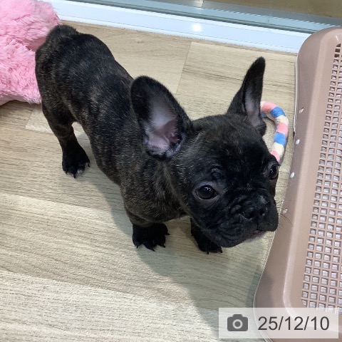 フレンチ・ブルドッグの写真