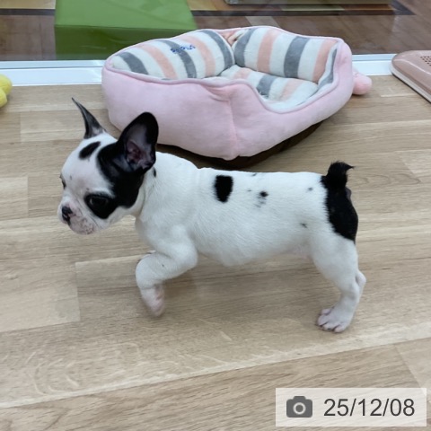 フレンチ・ブルドッグの写真