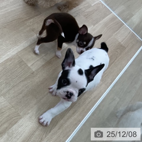 フレンチ・ブルドッグの写真