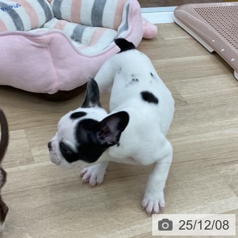 フレンチ・ブルドッグの写真