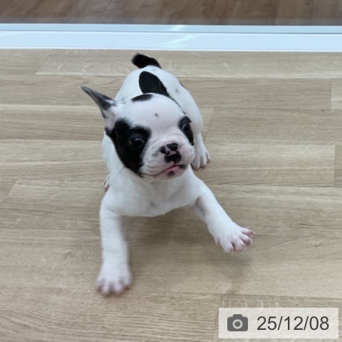 フレンチ・ブルドッグの写真