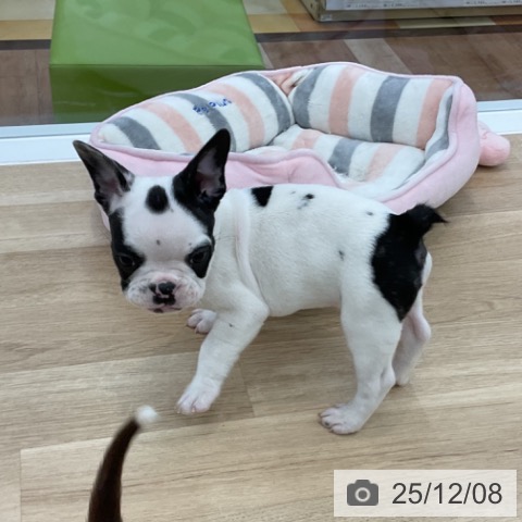 フレンチ・ブルドッグの写真