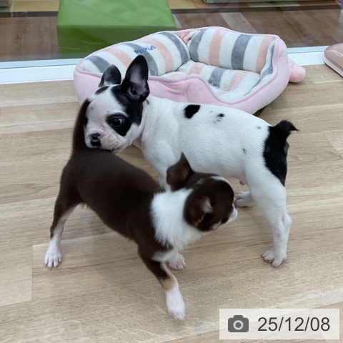 フレンチ・ブルドッグの写真