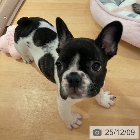 愛知県のフレンチブルドッグ (ペットプラス 名古屋茶屋店/2025年10月5日生まれ/男の子/パイド)の子犬の4枚目の画像