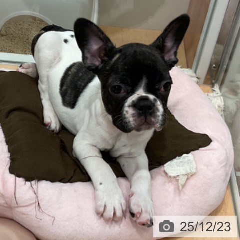 愛知県のフレンチブルドッグ (ペットプラス 名古屋茶屋店/2025年10月5日生まれ/男の子/パイド)の子犬の4枚目の画像