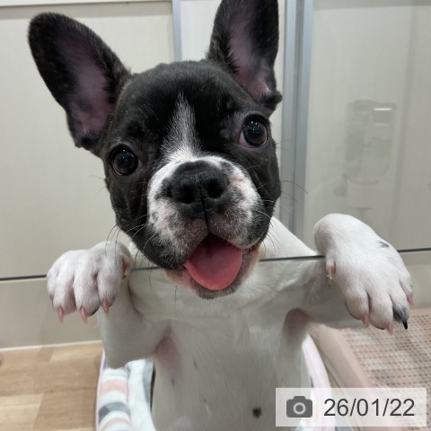 愛知県のフレンチブルドッグ (ペットプラス 東浦店/2025年10月5日生まれ/男の子/パイド)の子犬の4枚目の画像