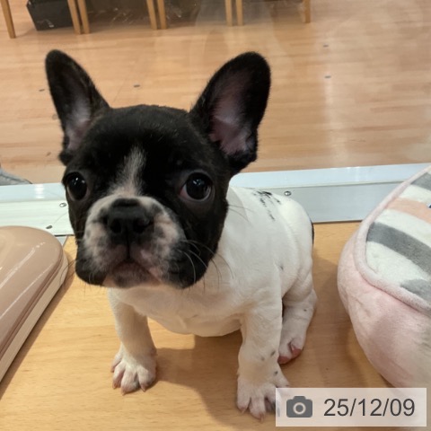 愛知県のフレンチブルドッグ (ペットプラス 名古屋茶屋店/2025年10月5日生まれ/男の子/パイド)の子犬の3枚目の画像