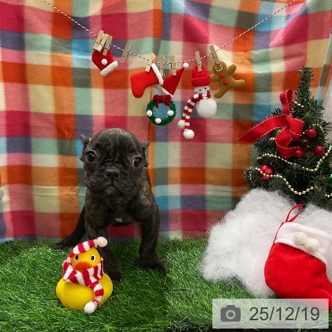 千葉県のフレンチブルドッグ (ペットプラス コトエ流山おおたかの森店/2025年10月5日生まれ/女の子/ブリンドル)の子犬の3枚目の画像