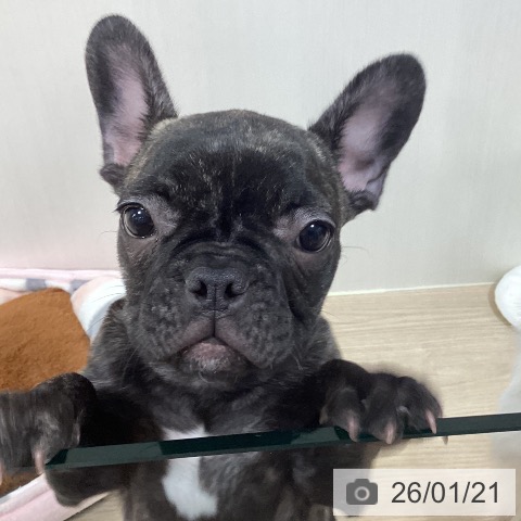 千葉県のフレンチブルドッグ (ペットプラス 柏店/2025年10月5日生まれ/女の子/ブリンドル)の子犬の4枚目の画像