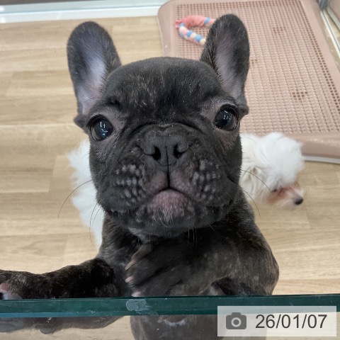 千葉県のフレンチブルドッグ (ペットプラス コトエ流山おおたかの森店/2025年10月5日生まれ/女の子/ブリンドル)の子犬の3枚目の画像