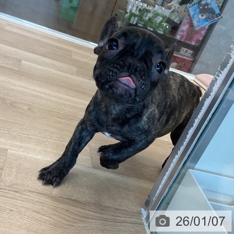 千葉県のフレンチブルドッグ (ペットプラス 柏店/2025年10月5日生まれ/女の子/ブリンドル)の子犬の3枚目の画像