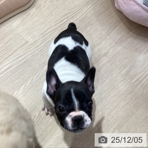 愛知県のフレンチブルドッグ (ペットプラス ナゴヤドーム前店/2025年10月6日生まれ/女の子/パイド)の子犬の4枚目の画像