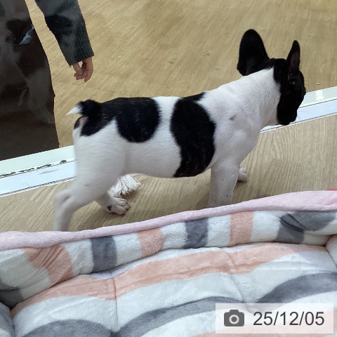 愛知県のフレンチブルドッグ (ペットプラス ナゴヤドーム前店/2025年10月6日生まれ/女の子/パイド)の子犬の3枚目の画像