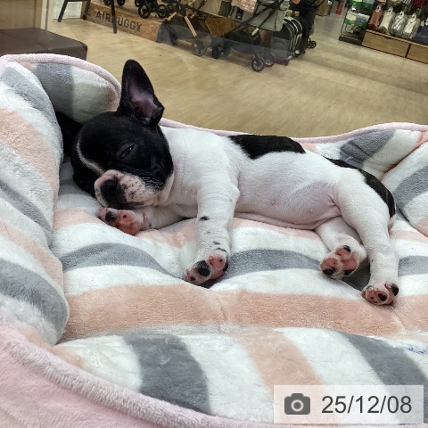 愛知県のフレンチブルドッグ (ペットプラス ナゴヤドーム前店/2025年10月5日生まれ/女の子/パイド)の子犬の4枚目の画像