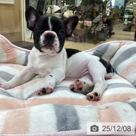 愛知県のフレンチブルドッグ (ペットプラス ナゴヤドーム前店/2025年10月5日生まれ/女の子/パイド)の子犬の3枚目の画像