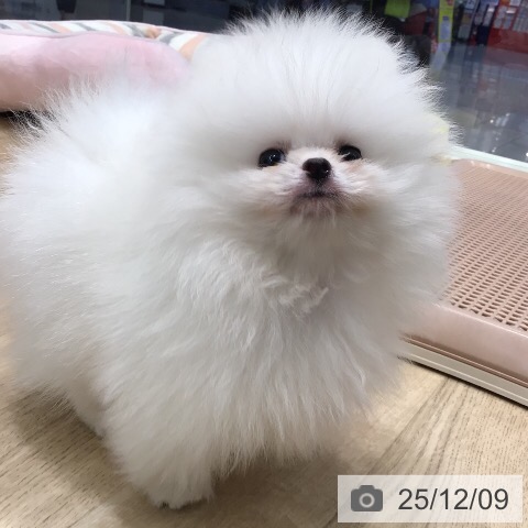 ポメラニアンの写真