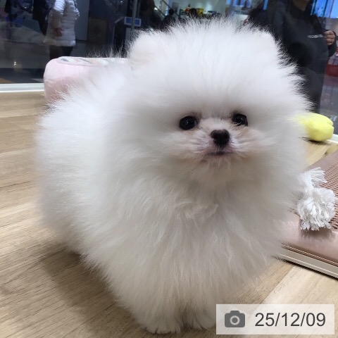 ポメラニアンの写真