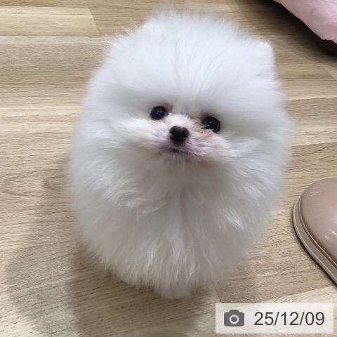 ポメラニアンの写真
