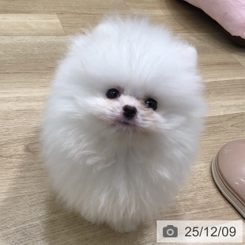 ポメラニアンの写真