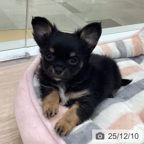 愛知県のチワワ(ロング) (ペットプラス 豊田店/2025年10月5日生まれ/男の子/ブラックタン)の子犬の3枚目の画像