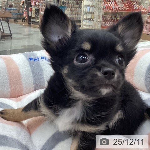 愛知県のチワワ(ロング) (ペットプラス 豊田店/2025年10月5日生まれ/男の子/ブラックタン)の子犬の3枚目の画像