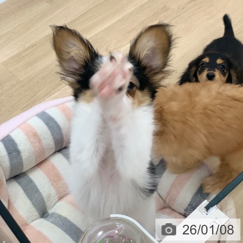 パピヨンの写真