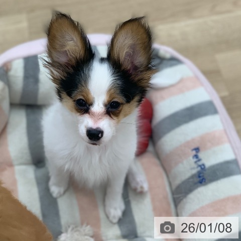 パピヨンの写真