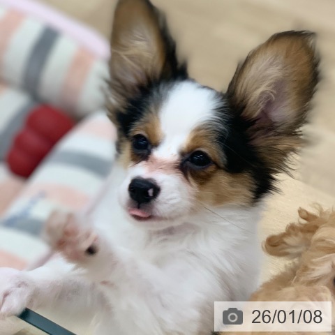 パピヨンの写真