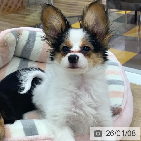 パピヨンの写真