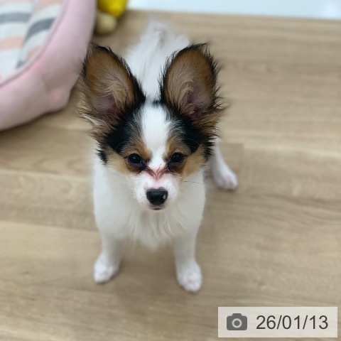 パピヨンの写真