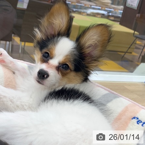 パピヨンの写真