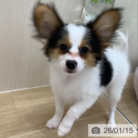 パピヨンの写真