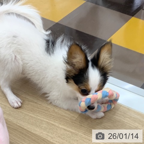 パピヨンの写真