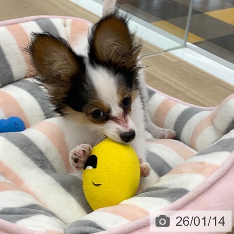 パピヨンの写真