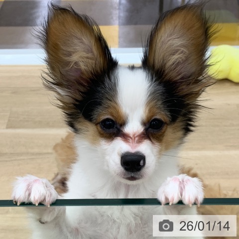 パピヨンの写真