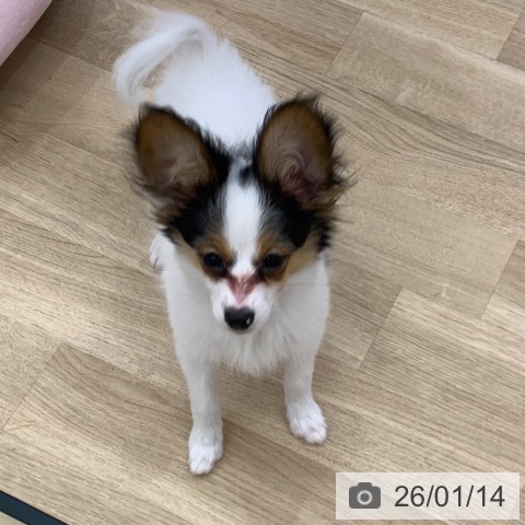 パピヨンの写真