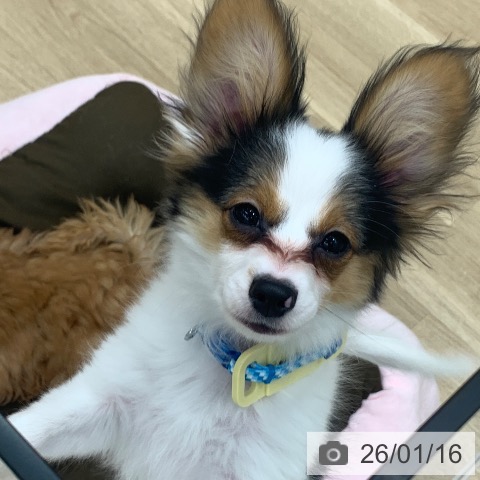 パピヨンの写真