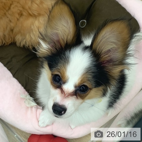 パピヨンの写真