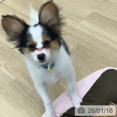 パピヨンの写真