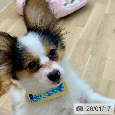 岐阜県のパピヨン (ペットプラス 光ケ丘店/2025年10月1日生まれ/男の子/トライカラー)の子犬の4枚目の画像