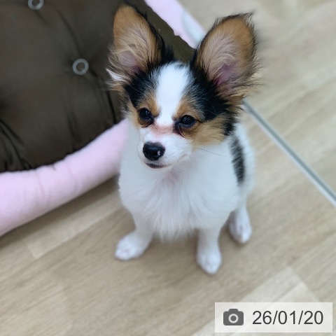 岐阜県のパピヨン (ペットプラス 光ケ丘店/2025年10月1日生まれ/男の子/トライカラー)の子犬の4枚目の画像